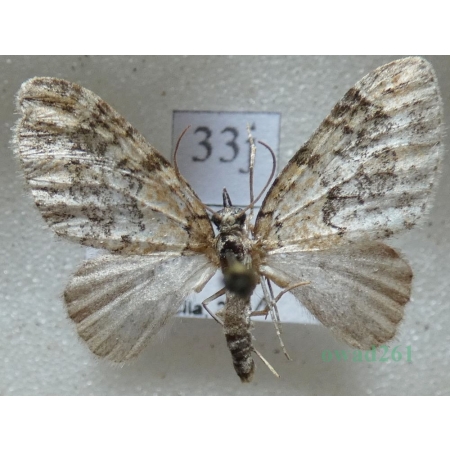Acasis viretata (Hübner, 1799) Płatynka zielonka Czech33j